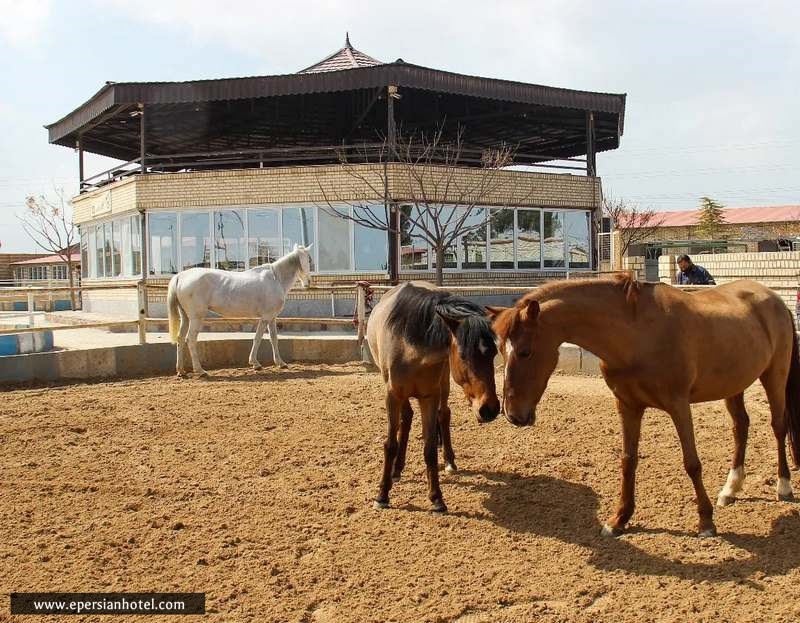 باشگاه سوارکاری سوران مشهد